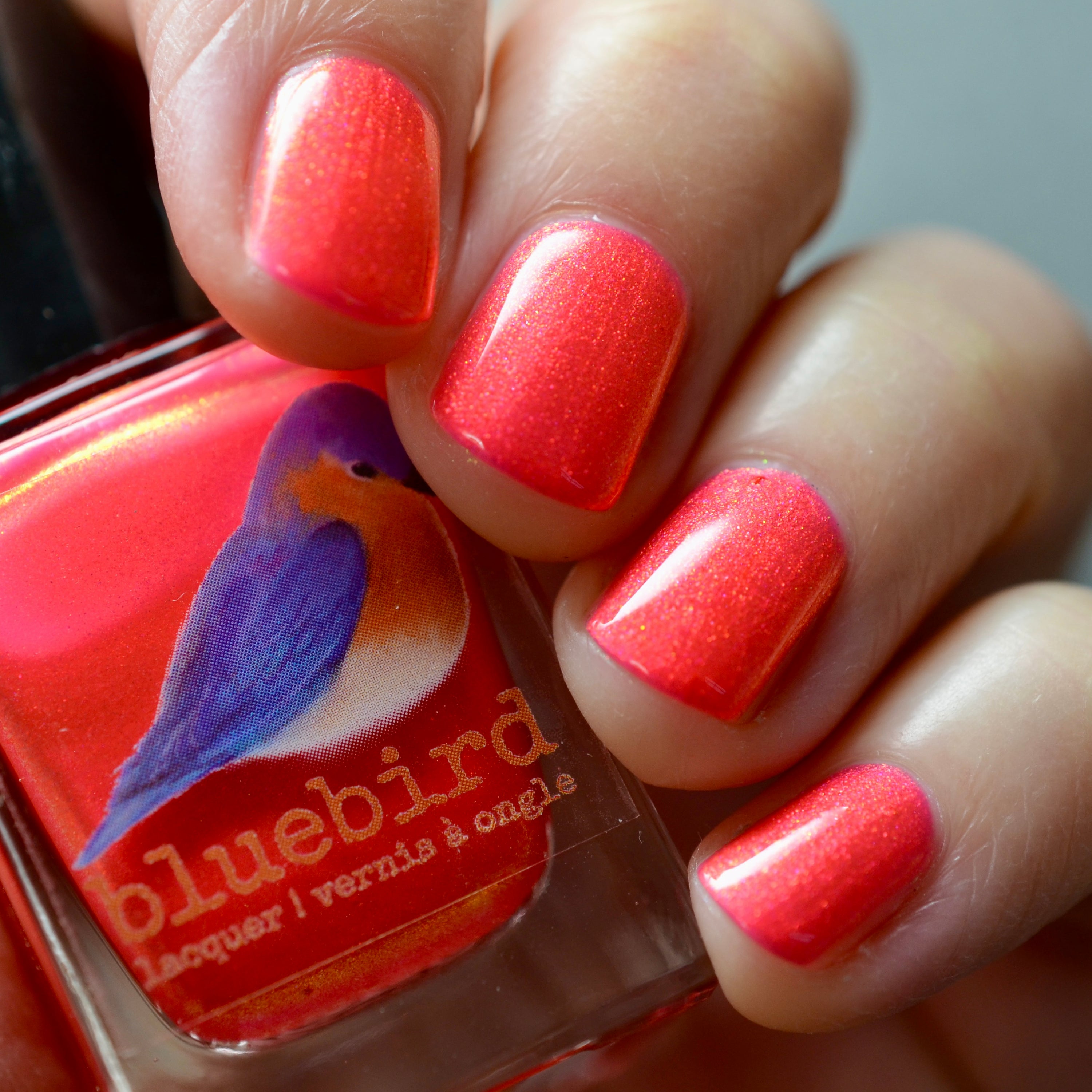 Bluebird | Fawn Memories